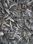 Organic Sunflower Seeds  - SEEDS