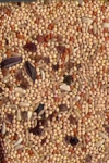 Cockatiel Seed Mix  - SEEDS