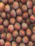 Filbert (Hazelnut) - NUTS